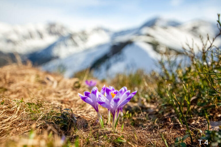 TATRY FOBR0002