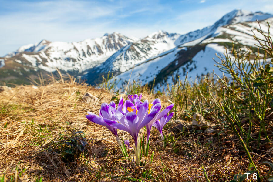 TATRY FOBR0006